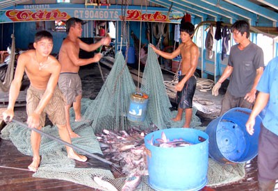 Farmers harvest tra fish in the Mekong Delta (Photo: SGGP) Farmers harvest tra fish in the Mekong Delta (Photo: SGGP)